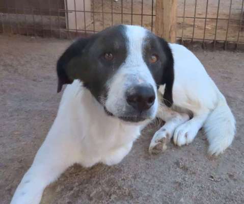 Tierschutzhunde suchen ein Zuhause-Beitrag-Bild