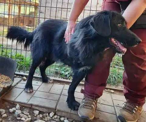 Tierschutzhunde suchen ein Zuhause-Beitrag-Bild