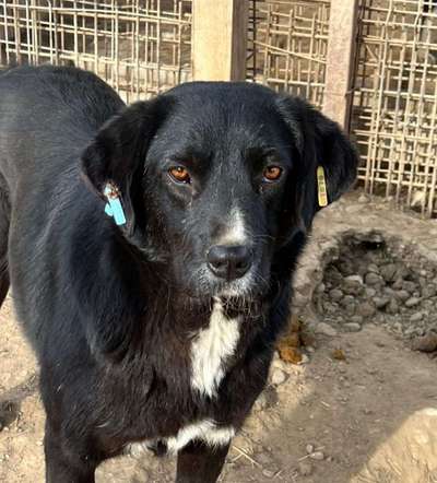 Tierschutzhunde suchen ein Zuhause-Beitrag-Bild