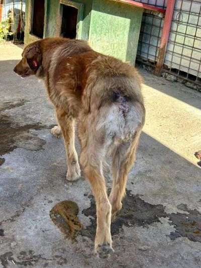 Tierschutzhunde suchen ein Zuhause-Beitrag-Bild