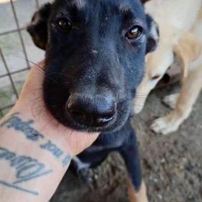 Tierschutzhunde suchen ein Zuhause-Beitrag-Bild