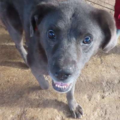 Tierschutzhunde suchen ein Zuhause-Beitrag-Bild