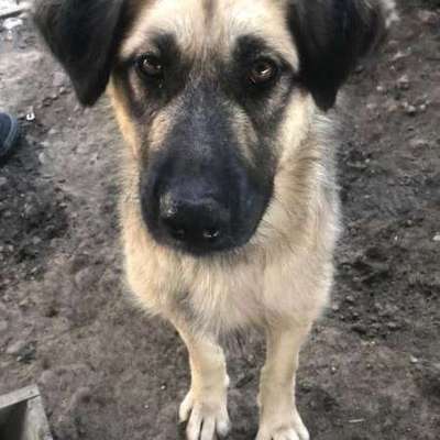 Tierschutzhunde suchen ein Zuhause-Beitrag-Bild