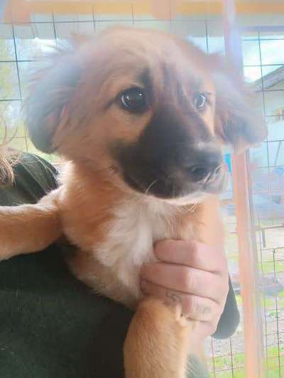 Tierschutzhunde suchen ein Zuhause-Beitrag-Bild