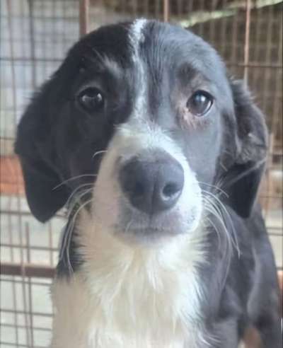 Tierschutzhunde suchen ein Zuhause-Beitrag-Bild