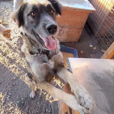 Tierschutzhunde suchen ein Zuhause-Beitrag-Bild