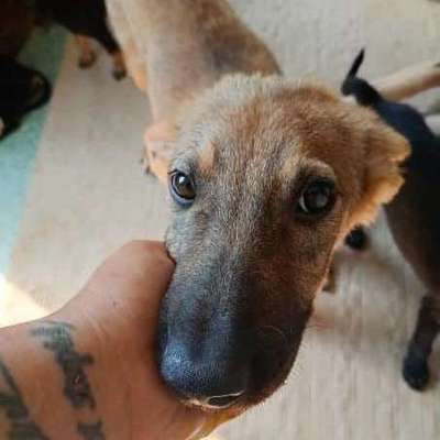 Tierschutzhunde suchen ein Zuhause-Beitrag-Bild