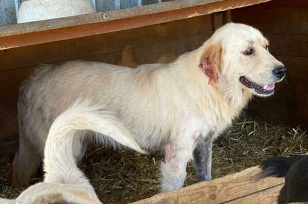 Tierschutzhunde suchen ein Zuhause-Beitrag-Bild