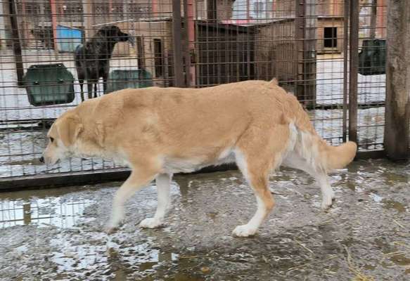 Tierschutzhunde suchen ein Zuhause-Beitrag-Bild