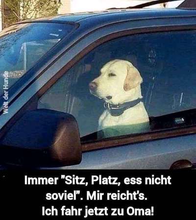 Hunde Memes-Beitrag-Bild