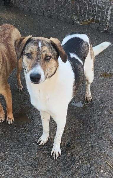 Tierschutzhunde suchen ein Zuhause-Beitrag-Bild