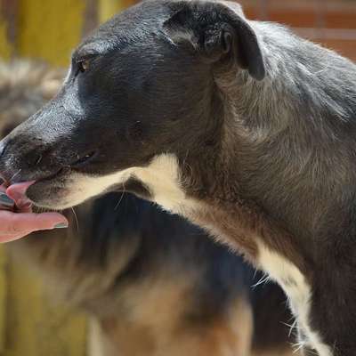 Tierschutzhunde suchen ein Zuhause-Beitrag-Bild