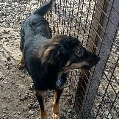 Tierschutzhunde suchen ein Zuhause-Beitrag-Bild