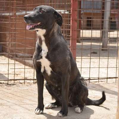 Tierschutzhunde suchen ein Zuhause-Beitrag-Bild