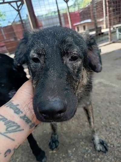 Tierschutzhunde suchen ein Zuhause-Beitrag-Bild