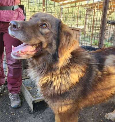 Tierschutzhunde suchen ein Zuhause-Beitrag-Bild