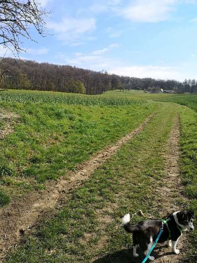 Hundeauslaufgebiet-Rettigsgrund-Bild