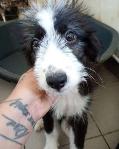 Tierschutzhunde suchen ein Zuhause-Beitrag-Bild