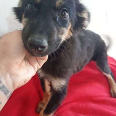 Tierschutzhunde suchen ein Zuhause-Beitrag-Bild