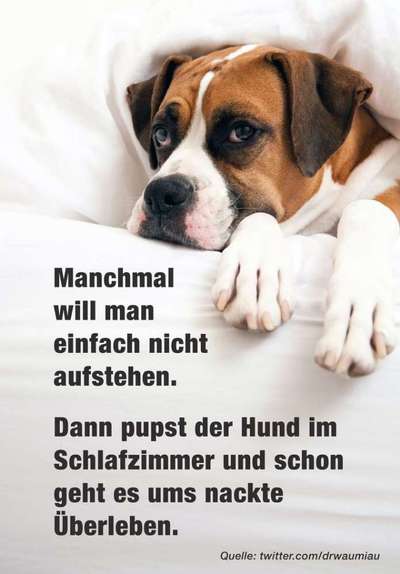 Hunde Memes-Beitrag-Bild