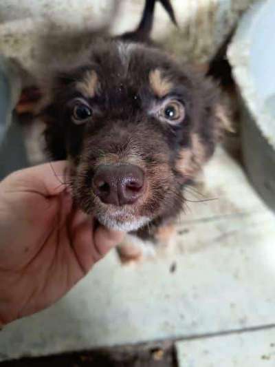 Tierschutzhunde suchen ein Zuhause-Beitrag-Bild