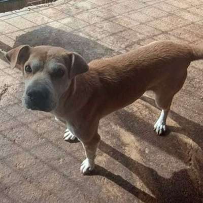 Tierschutzhunde suchen ein Zuhause-Beitrag-Bild