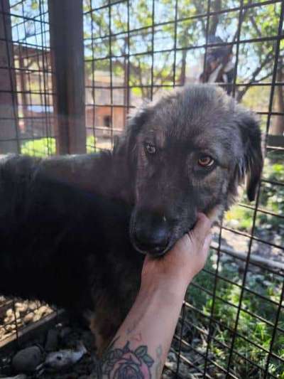 Tierschutzhunde suchen ein Zuhause-Beitrag-Bild