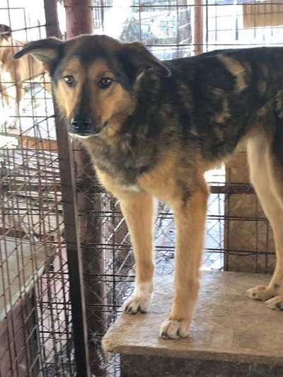 Tierschutzhunde suchen ein Zuhause-Beitrag-Bild