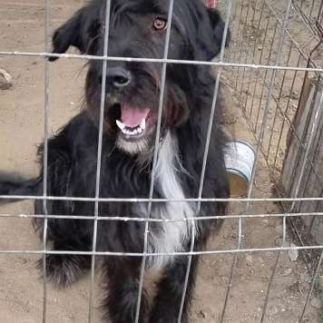 Tierschutzhunde suchen ein Zuhause-Beitrag-Bild