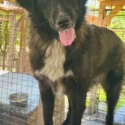 Tierschutzhunde suchen ein Zuhause-Beitrag-Bild