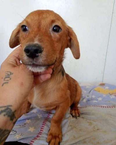 Tierschutzhunde suchen ein Zuhause-Beitrag-Bild