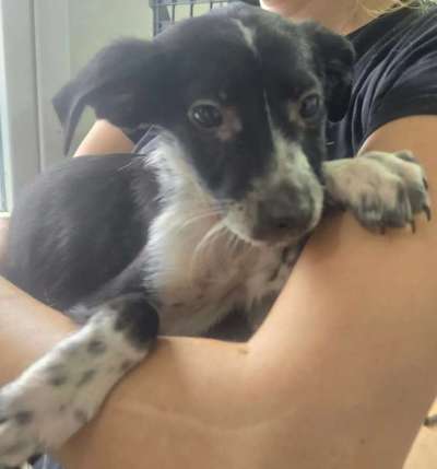 Tierschutzhunde suchen ein Zuhause-Beitrag-Bild