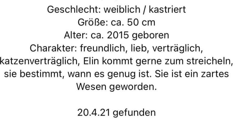 Tierschutzhunde suchen ein Zuhause-Beitrag-Bild
