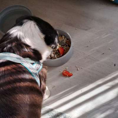 Zeigt her Eure Futternäpfe-Beitrag-Bild