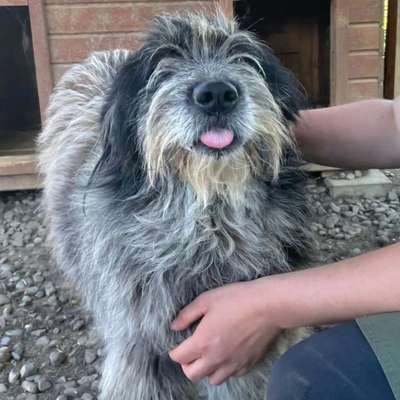 Tierschutzhunde suchen ein Zuhause-Beitrag-Bild