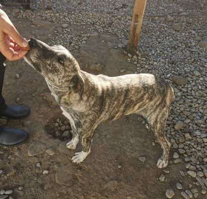 Tierschutzhunde suchen ein Zuhause-Beitrag-Bild