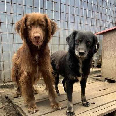 Tierschutzhunde suchen ein Zuhause-Beitrag-Bild