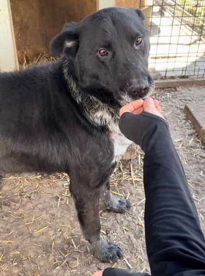 Tierschutzhunde suchen ein Zuhause-Beitrag-Bild