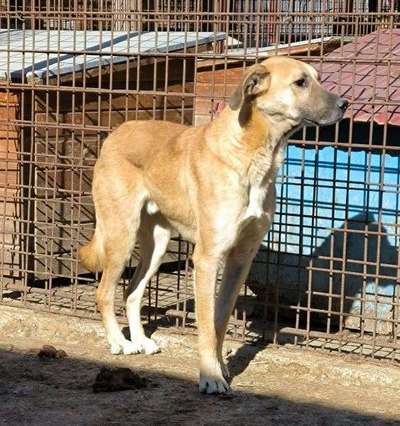 Tierschutzhunde suchen ein Zuhause-Beitrag-Bild