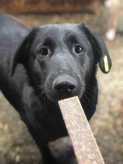 Tierschutzhunde suchen ein Zuhause-Beitrag-Bild