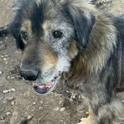 Tierschutzhunde suchen ein Zuhause-Beitrag-Bild