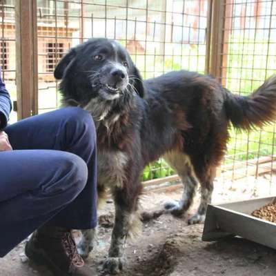 Tierschutzhunde suchen ein Zuhause-Beitrag-Bild