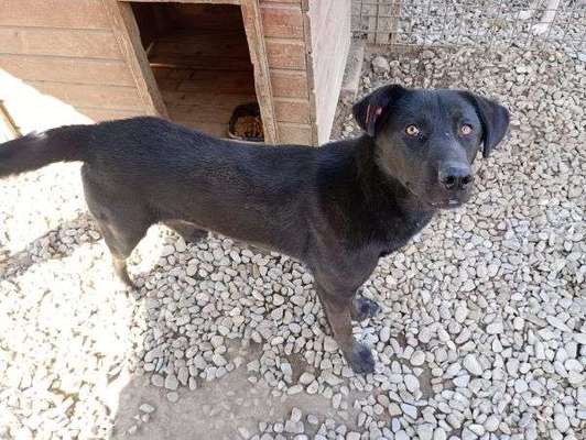 Tierschutzhunde suchen ein Zuhause-Beitrag-Bild