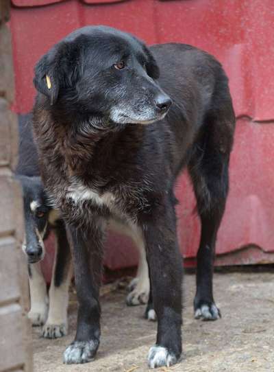 Tierschutzhunde suchen ein Zuhause-Beitrag-Bild