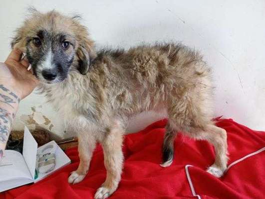 Tierschutzhunde suchen ein Zuhause-Beitrag-Bild