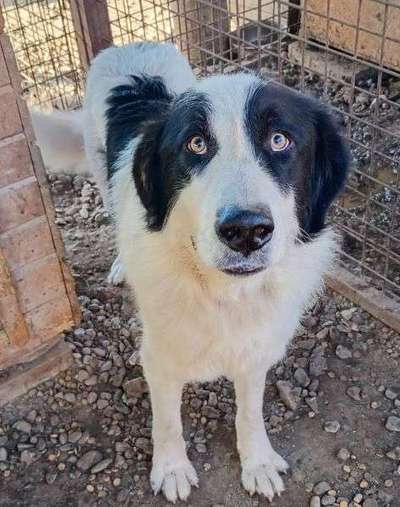 Tierschutzhunde suchen ein Zuhause-Beitrag-Bild