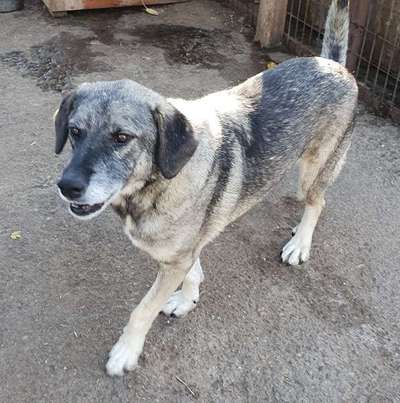 Tierschutzhunde suchen ein Zuhause-Beitrag-Bild