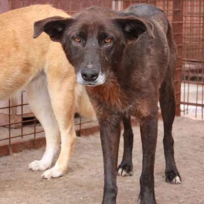Tierschutzhunde suchen ein Zuhause-Beitrag-Bild