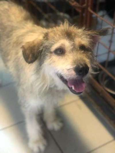 Tierschutzhunde suchen ein Zuhause-Beitrag-Bild