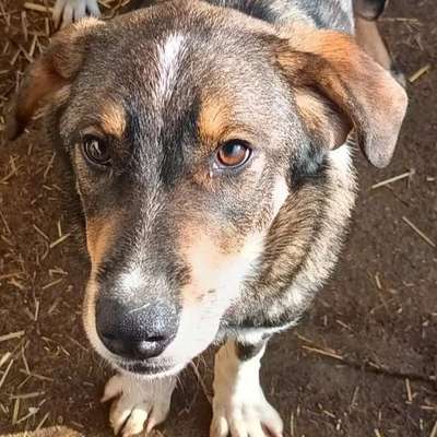 Tierschutzhunde suchen ein Zuhause-Beitrag-Bild